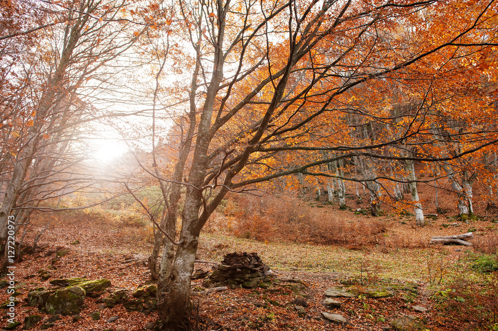 Forest with stones and red fallen leaves on sunlight wood. Forest with stones and red fallen leaves on sunlight wood.