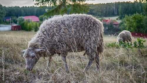 Овечка на лугу  photo