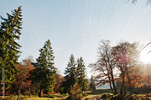 High trees and pine trees on autumn forest on sunlight