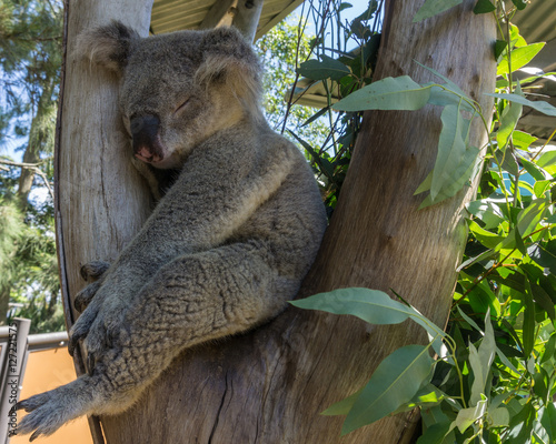 Photography Australian Koala Bear in eucalyptus tree, Sydney, Australia