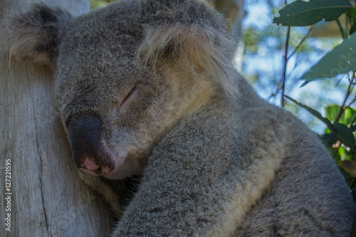 Fototapeta Naklejka Na Ścianę i Meble -  Australian Koala Bear in eucalyptus tree, Sydney, Australia