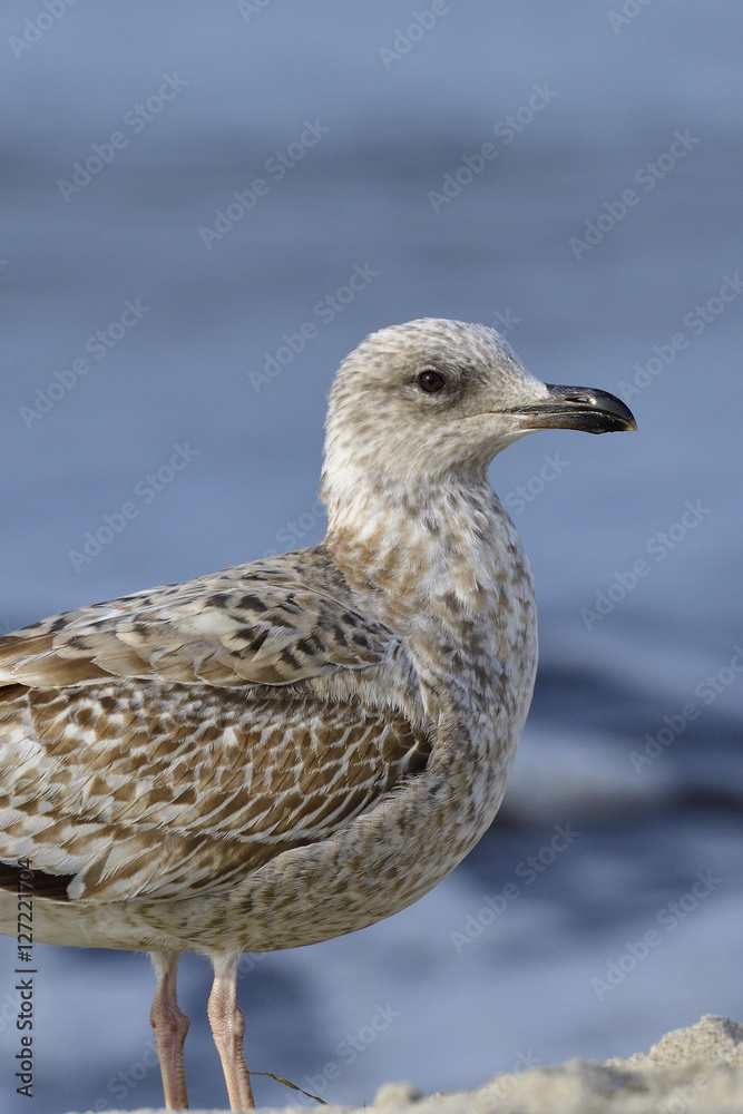 Obraz premium Juvene Silbermöwe