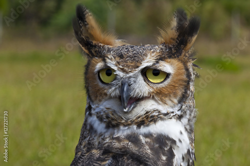 Close up of a great horned owl