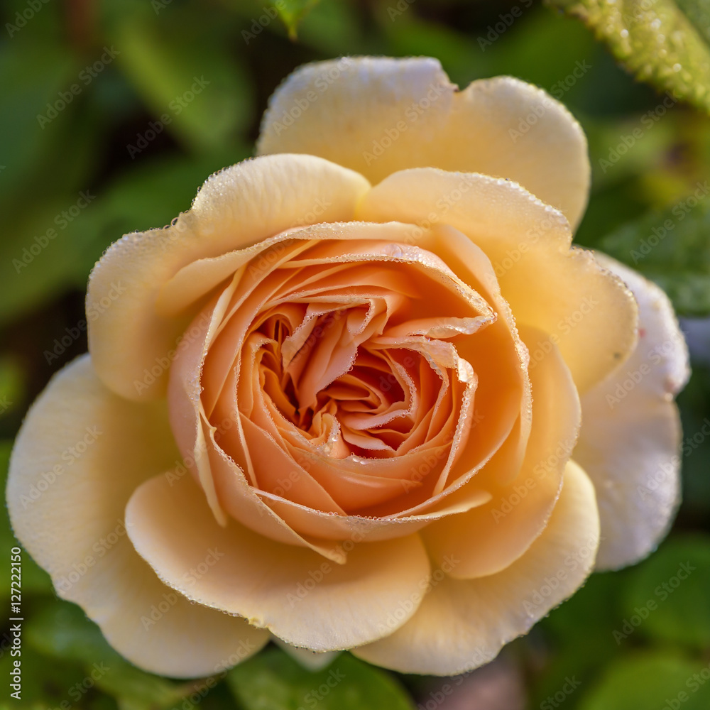 Blooming yellow rose in the garden on a sunny day. David Austin Rose Crown Princess Margareta Blooming yellow rose in the garden on a sunny day. David Austin Rose Crown Princess Margareta