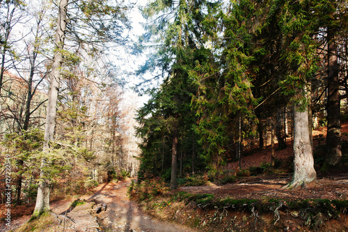 Road on forest with stump and evergreen trees in autumn