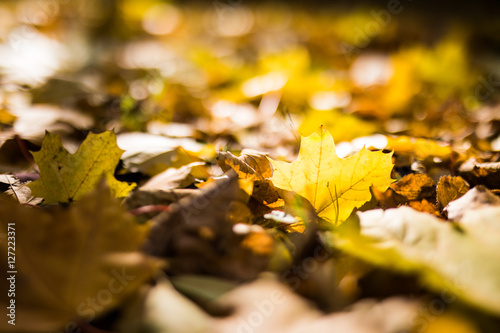 Yellow fallen autumn leaves