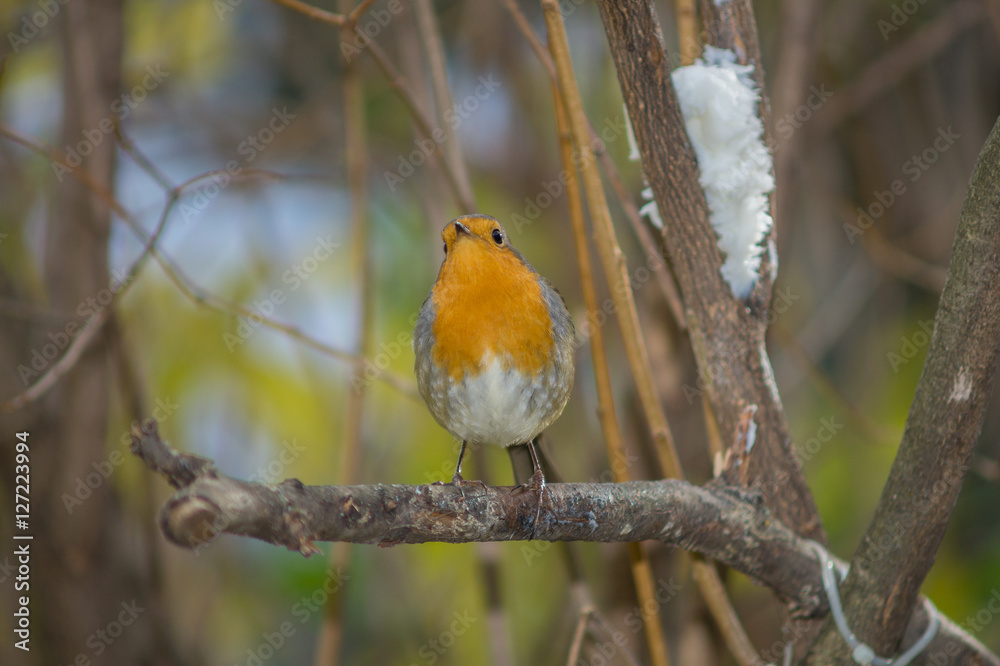 Closeup of robin on a tree. Robin to the manger. Pettirosso su ramo di un albero, pettirosso alla mangiatoia Closeup of robin on a tree. Robin to the manger. Pettirosso su ramo di un albero, pettirosso alla mangiatoia