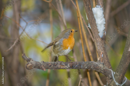 Closeup of robin on a tree. Robin to the manger. Pettirosso su ramo di un albero, pettirosso alla mangiatoia