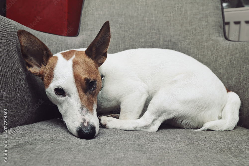 chien Jack Russel terrier dormant dans fauteuil