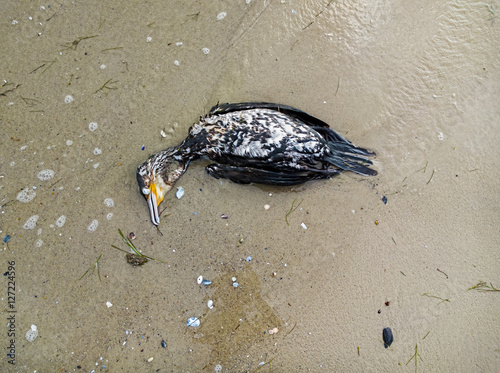 Dead cormorant on the beach
