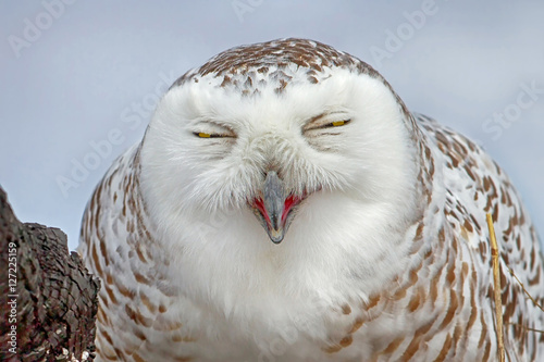 Snowy owl (Bubo scandiacus) smiling for the camera in Canada