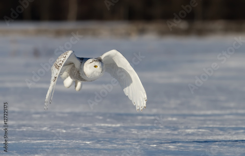 Snowy owl (Bubo scandiacus) hunting over a snow covered field in Canada