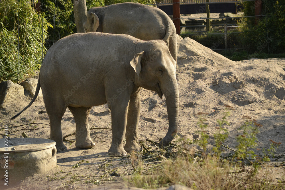 Fototapeta premium Elefant