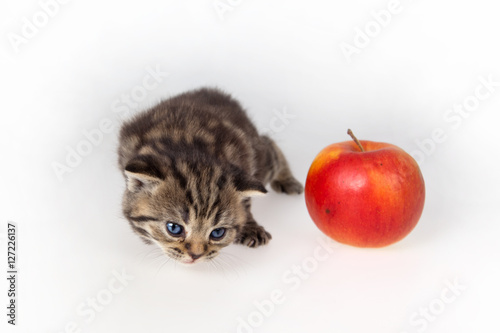 Striped Black Scottish Fold kitten near the red apple