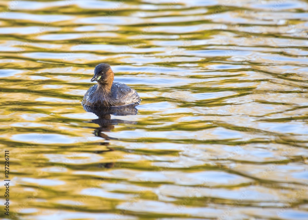 Fototapeta premium Little Grebe (Tachybaptus ruficollis)