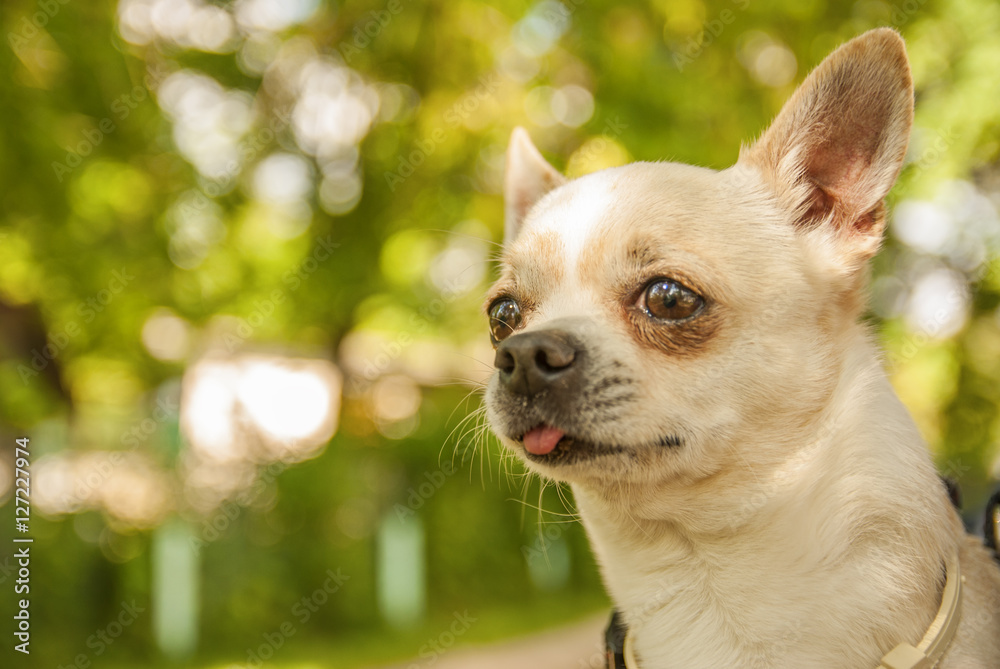 portrait of Chihuahua portrait of Chihuahua