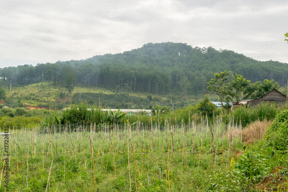 harvesting in a small mountain village in Vietnam