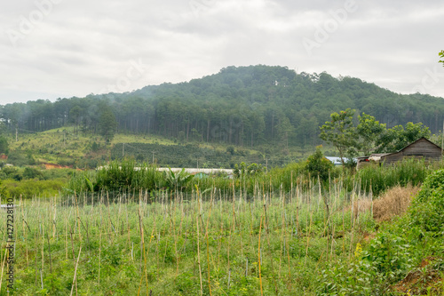 Obraz na płótnie harvesting in a small mountain village in Vietnam w salonie