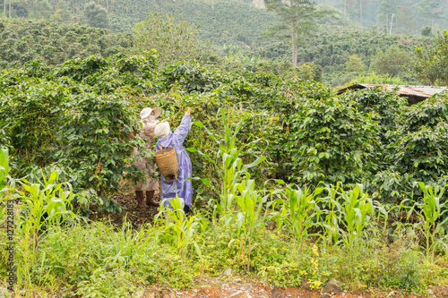 Obraz na płótnie harvesting of coffee in Vietnam near Da Lat w salonie