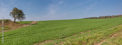 Summer rural landscape with a field and the blue sky