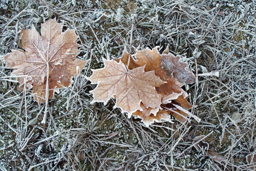 Ahornblätter im Herbst photo