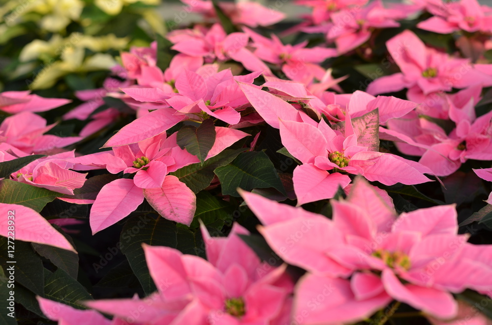 Poinsettia pink