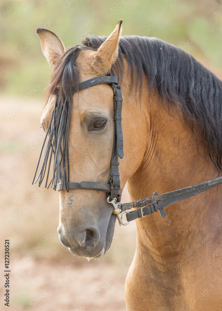Fototapeta premium Retrato de caballo