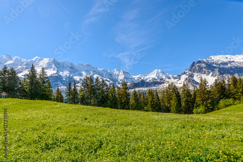 View of beautiful landscape in the Alps with fresh green meadows and snow-capped mountain tops in the background on a sunny day with blue sky and clouds in springtime.