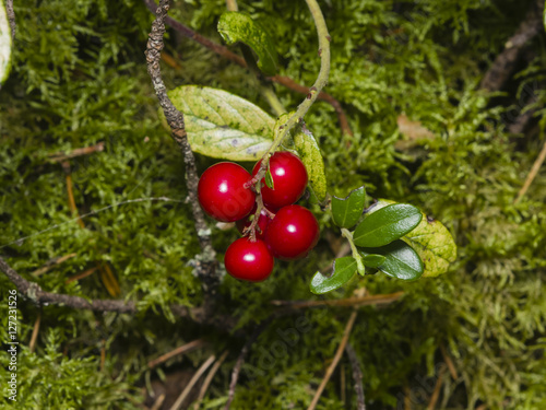 Vaccinium vitis-idaea, Ripe cowberry, in moss macro, selective focus, shallow DOF photo