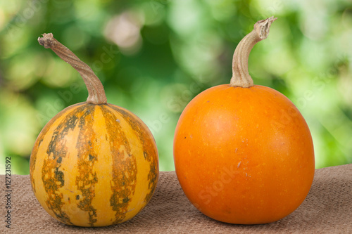 Orange and striped decorative pumpkins on a wooden table with sackcloth  blurred garden background