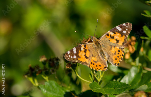 Thistel butterfly in evening light