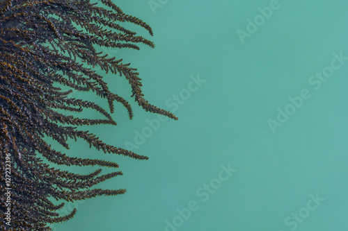 Photo Algae and seaweed on the pier in the lagoon of Grand Canal in Venice, Italy
