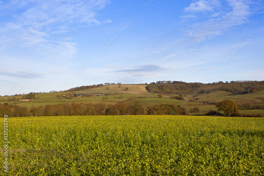 mustard crop with scenery