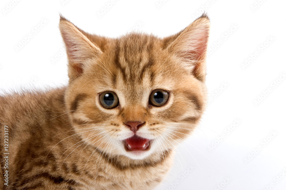 Funny kitten British cat (isolated on white) Funny kitten British cat (isolated on white)