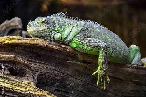 Leguan oder Eidechse