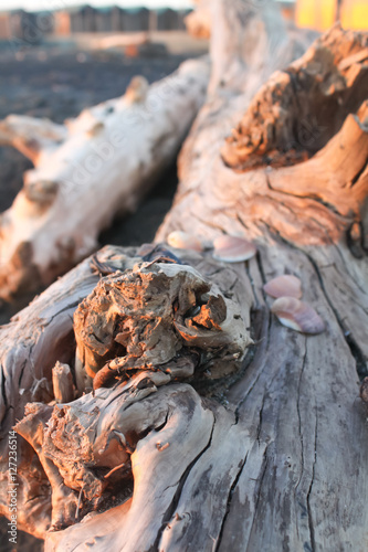seashell on a wooden dead tree