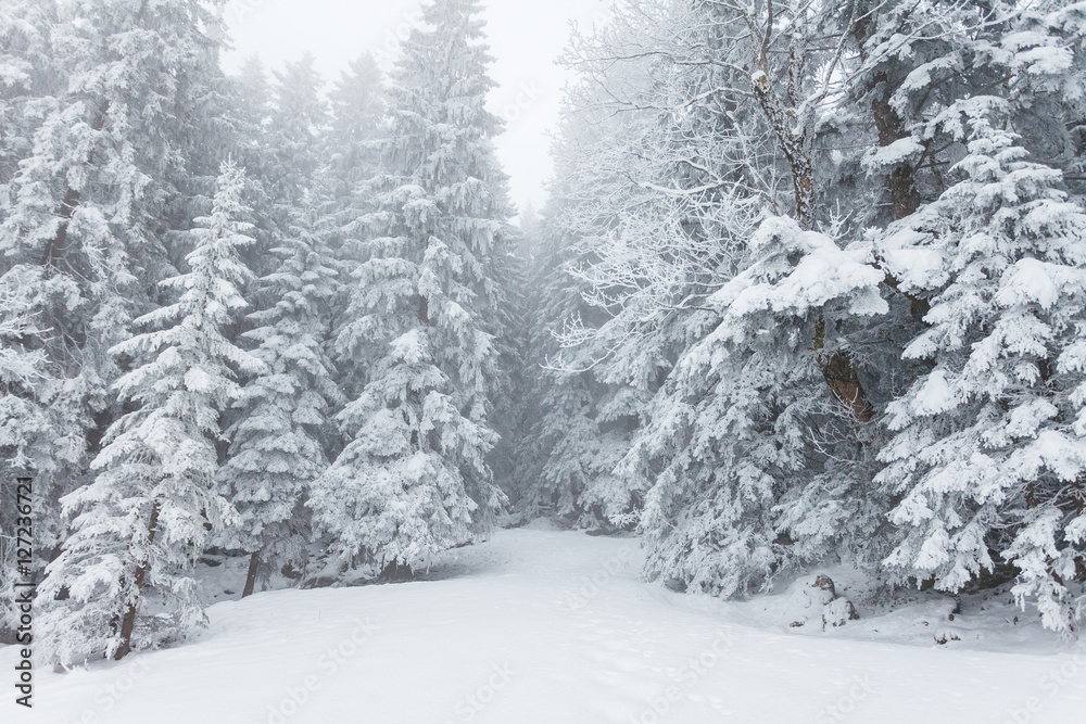 Conifer trees of a winter forest during winter covered with snow