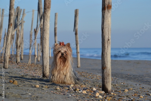 Fotografía yorkshire terrier assis sur plage