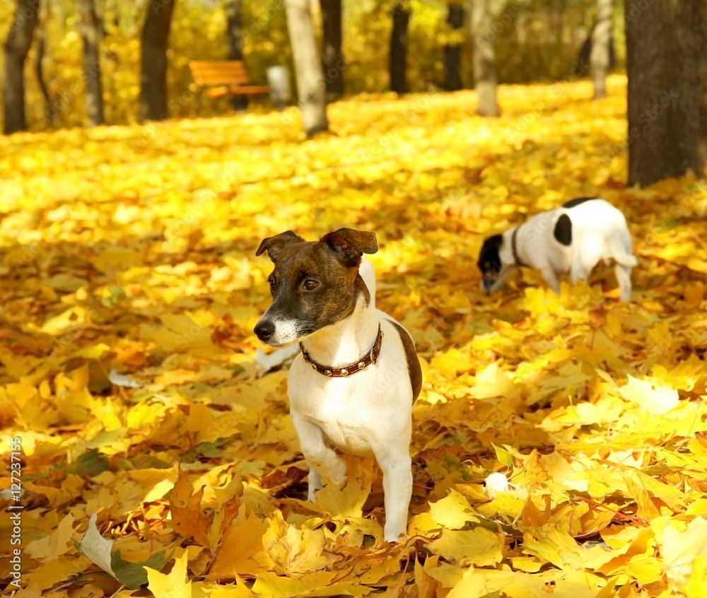 Funny Jack Russell terriers in autumn park on sunny day
