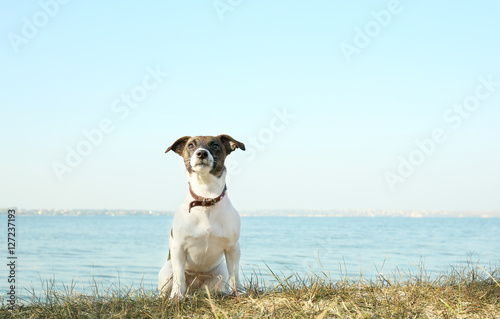Funny Jack Russell terrier near river on sunny day