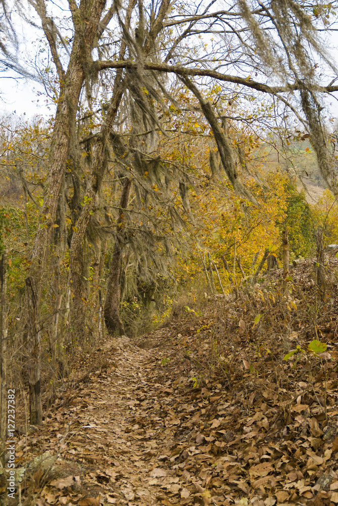 Autumn forest. El Tobon, Jalapa Guatemala.