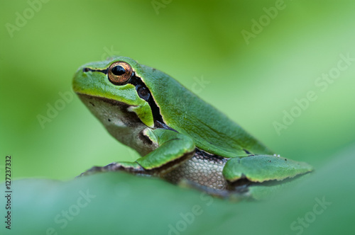 European green tree frog on clean green background