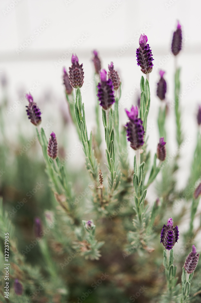 Obraz premium Detail of a flowering blooming lavender plant with purple flowers growing against a white shingle wall