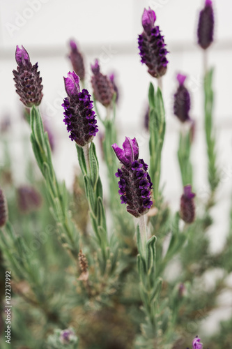 Detail of a flowering blooming lavender plant with purple flowers growing against a white shingle wall
