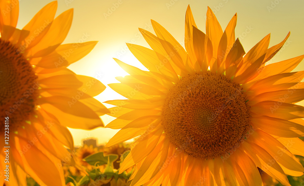 Fototapeta premium Sunflowers