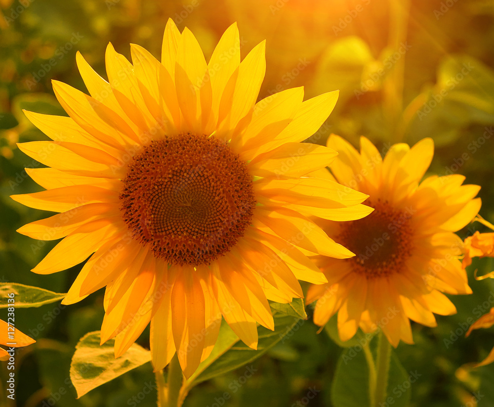 Obraz premium Sunflowers