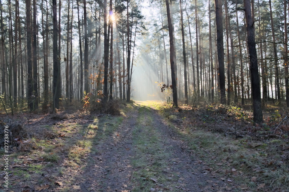 Obraz premium Mgła w lesie.