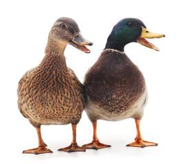 Wild ducks.