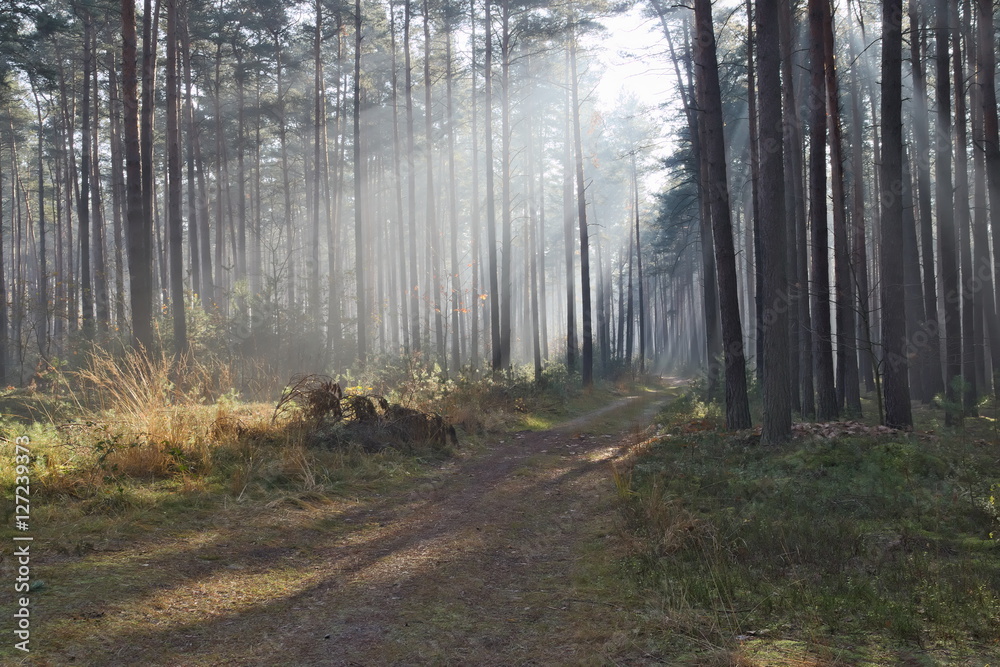 Obraz premium Mgła w lesie.