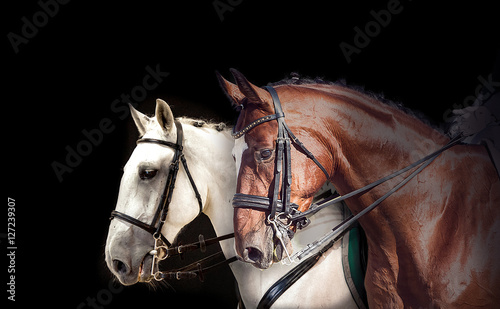 Two dressage horses